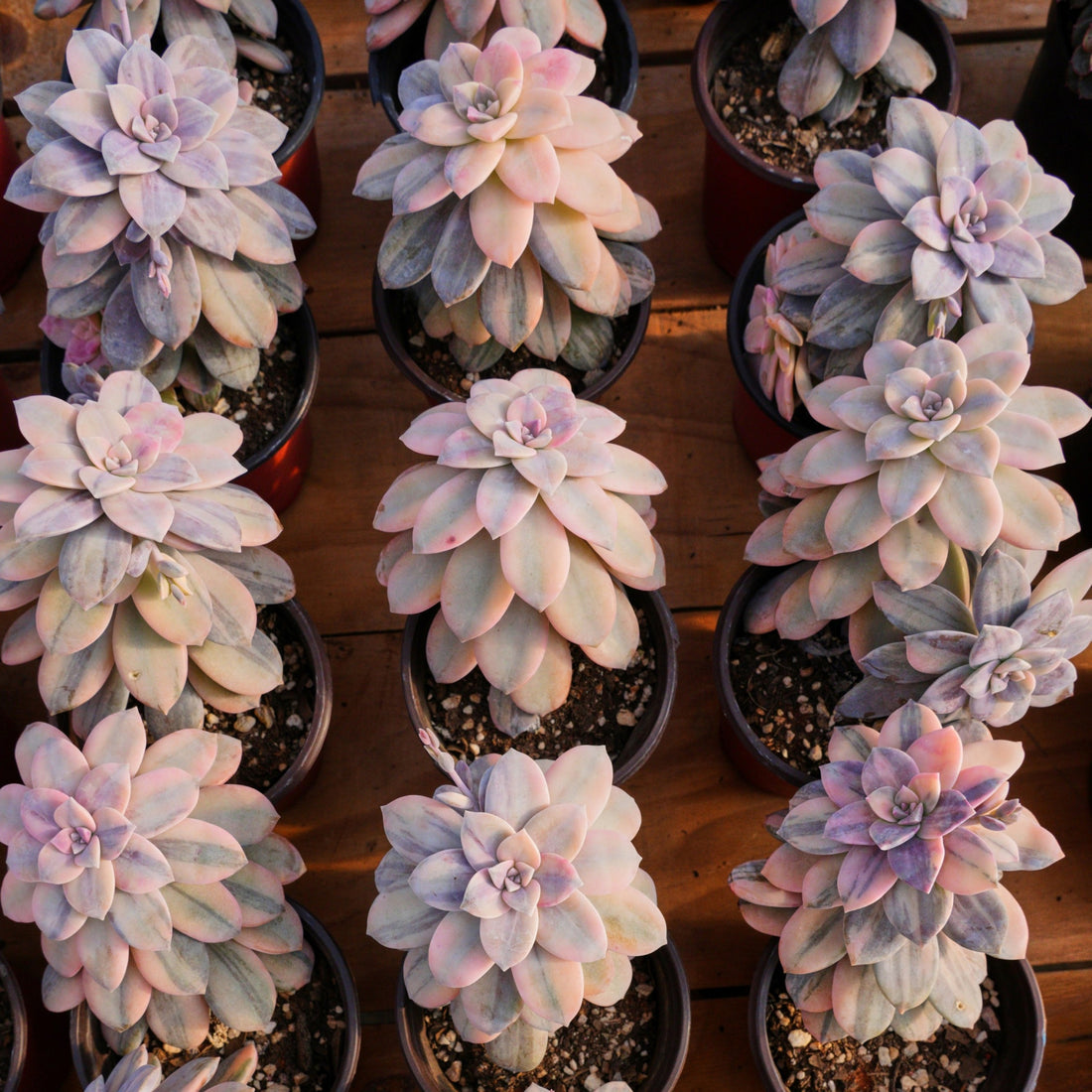 5'' Graptopetalum Superbum Variegated, Rare Live Succulent Plants