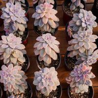 5'' Graptopetalum Superbum Variegated, Rare Live Succulent Plants