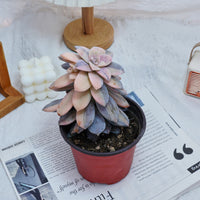 5'' Graptopetalum Superbum Variegated, Rare Live Succulent Plants
