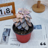 5'' Graptopetalum Superbum Variegated, Rare Live Succulent Plants