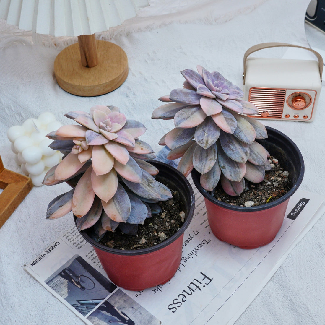 5'' Graptopetalum Superbum Variegated, Rare Live Succulent Plants