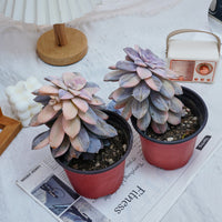 5'' Graptopetalum Superbum Variegated, Rare Live Succulent Plants
