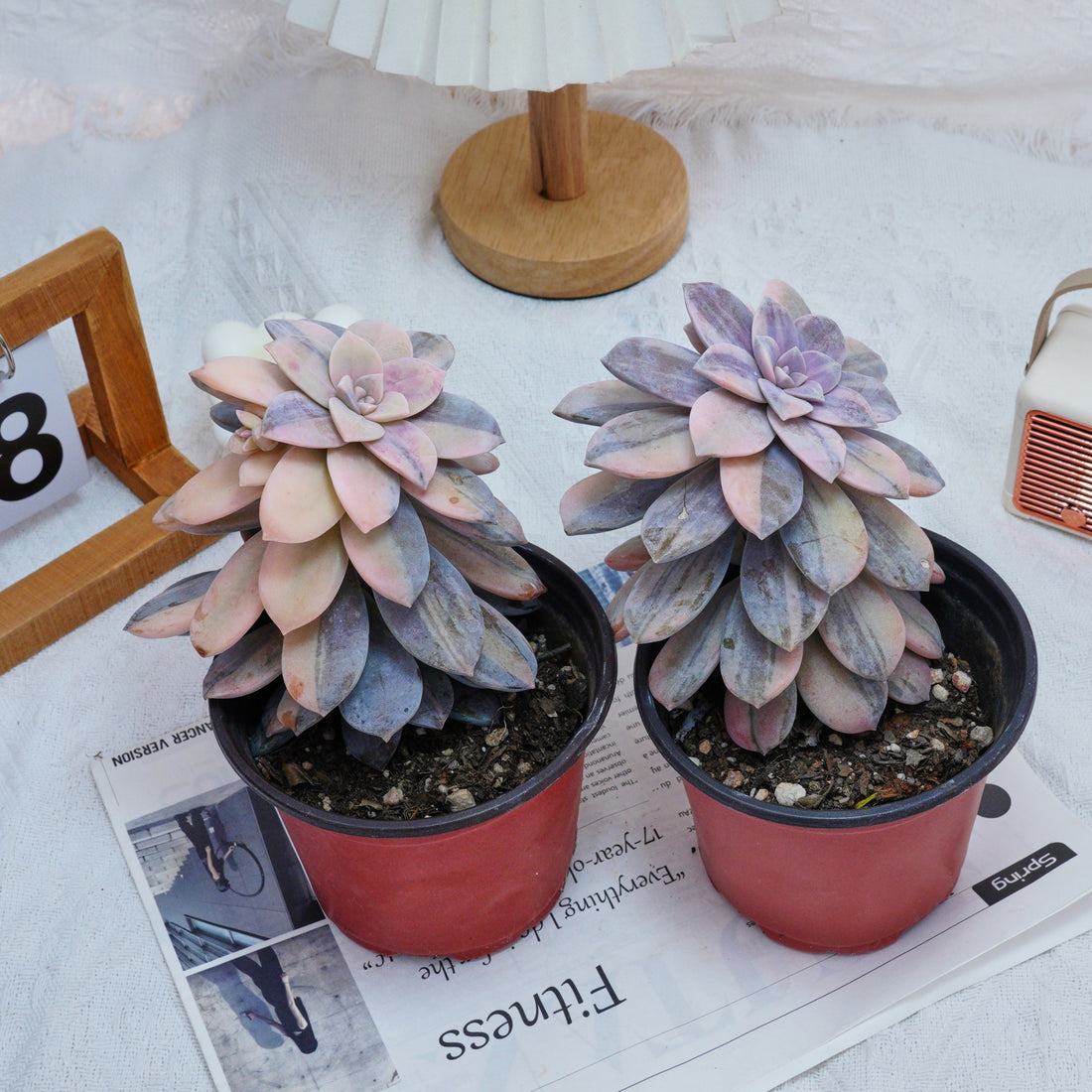 5'' Graptopetalum Superbum Variegated, Rare Live Succulent Plants