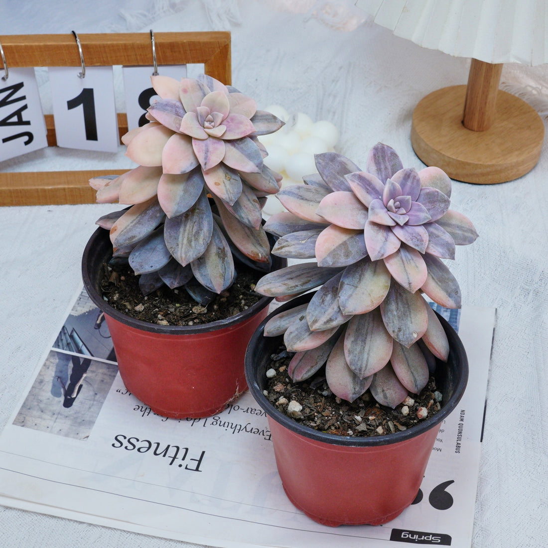 5'' Graptopetalum Superbum Variegated, Rare Live Succulent Plants
