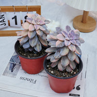 5'' Graptopetalum Superbum Variegated, Rare Live Succulent Plants