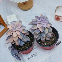 5'' Graptopetalum Superbum Variegated, Rare Live Succulent Plants
