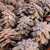 5'' Graptopetalum Superbum Variegated, Rare Live Succulent Plants
