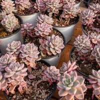 6'' Echeveria Pretty in Pink Variegated, Rare Live Succulent Plants