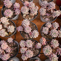 6'' Echeveria Pretty in Pink Variegated, Rare Live Succulent Plants