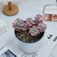 6'' Echeveria Pretty in Pink Variegated, Rare Live Succulent Plants