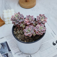 6'' Echeveria Pretty in Pink Variegated, Rare Live Succulent Plants