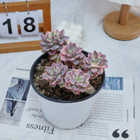 6'' Echeveria Pretty in Pink Variegated, Rare Live Succulent Plants