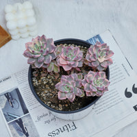 6'' Echeveria Pretty in Pink Variegated, Rare Live Succulent Plants