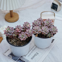 6'' Echeveria Pretty in Pink Variegated, Rare Live Succulent Plants