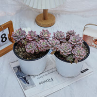 6'' Echeveria Pretty in Pink Variegated, Rare Live Succulent Plants