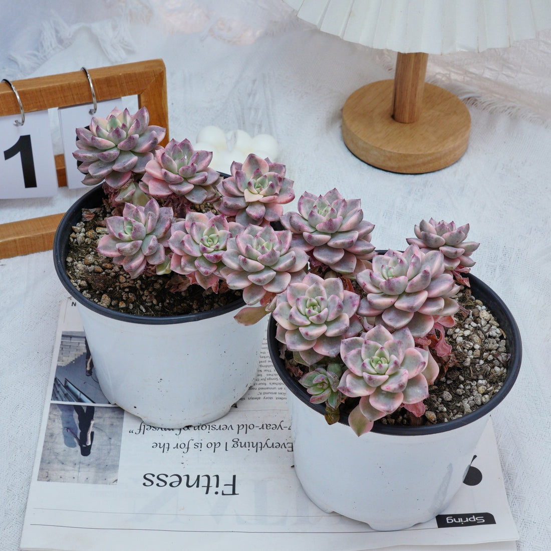 6'' Echeveria Pretty in Pink Variegated, Rare Live Succulent Plants