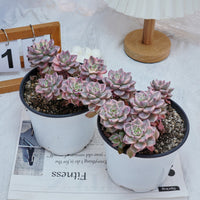 6'' Echeveria Pretty in Pink Variegated, Rare Live Succulent Plants