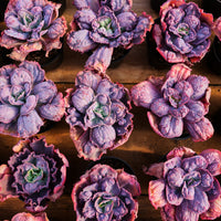 5'' Echeveria Carnival, Rare Live Succulent Plants