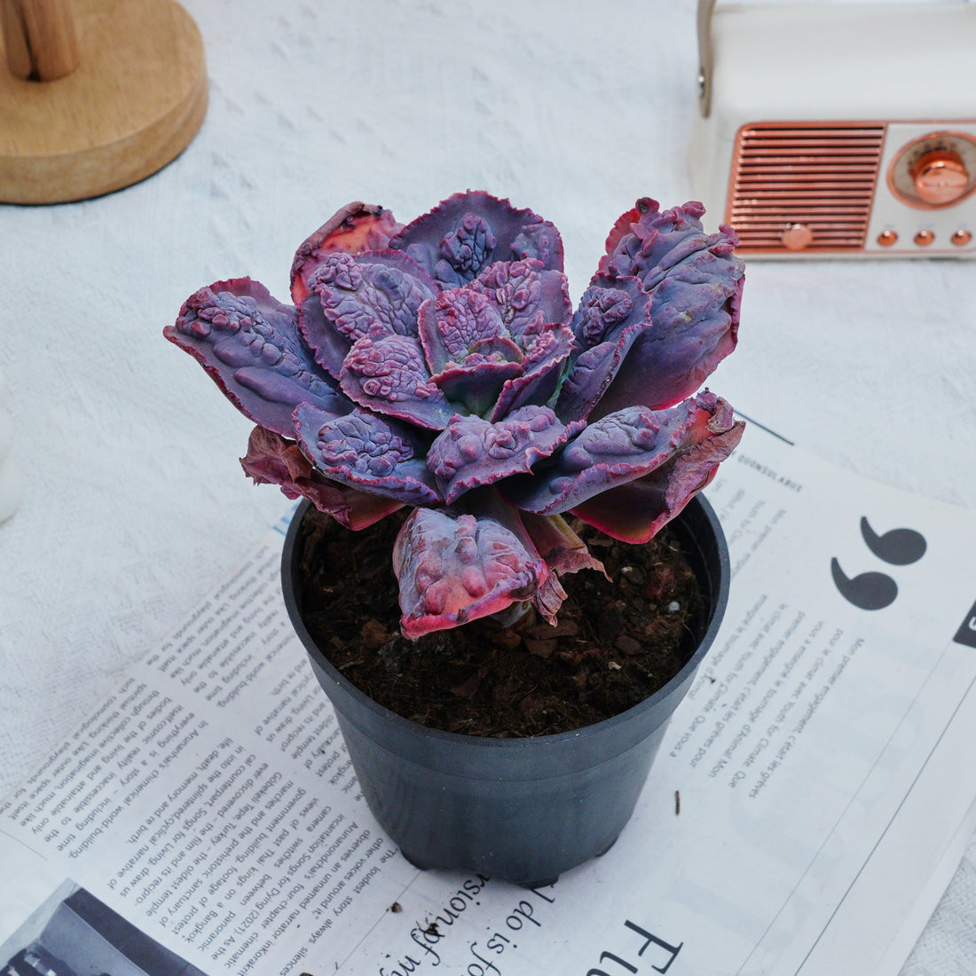 5'' Echeveria Carnival, Rare Live Succulent Plants