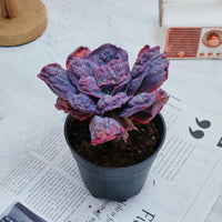 5'' Echeveria Carnival, Rare Live Succulent Plants