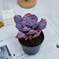 5'' Echeveria Carnival, Rare Live Succulent Plants