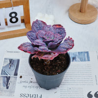 5'' Echeveria Carnival, Rare Live Succulent Plants