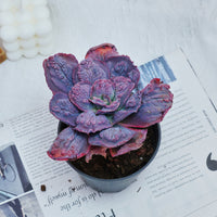 5'' Echeveria Carnival, Rare Live Succulent Plants