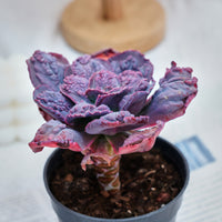5'' Echeveria Carnival, Rare Live Succulent Plants