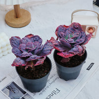 5'' Echeveria Carnival, Rare Live Succulent Plants