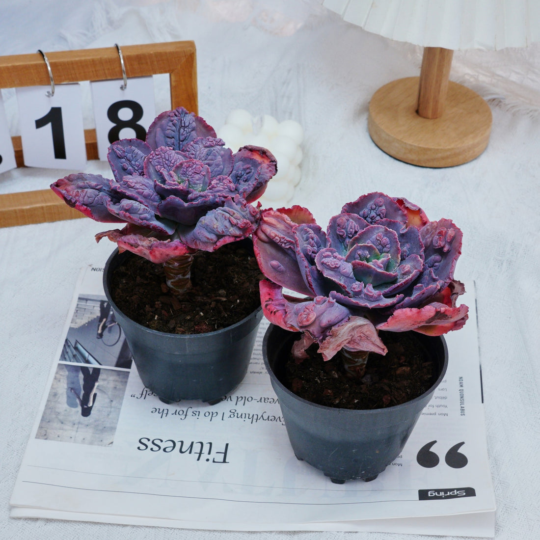 5'' Echeveria Carnival, Rare Live Succulent Plants