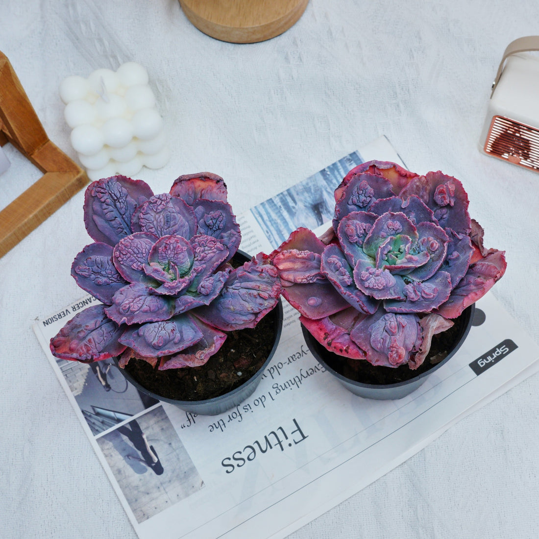 5'' Echeveria Carnival, Rare Live Succulent Plants