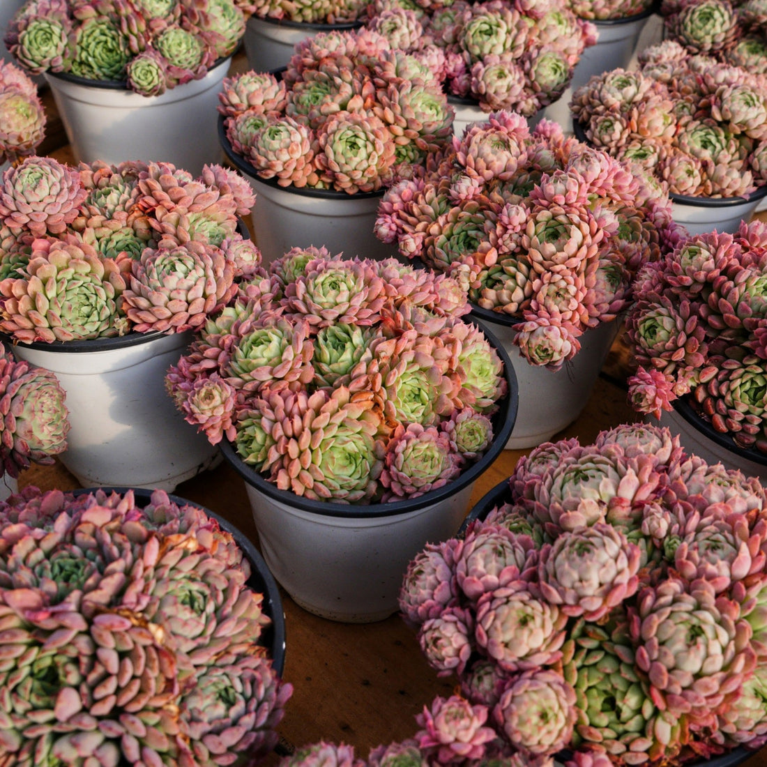 5''Echeveria Vincent Catto, Rare Live Succulent Plants