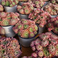 5''Echeveria Vincent Catto, Rare Live Succulent Plants
