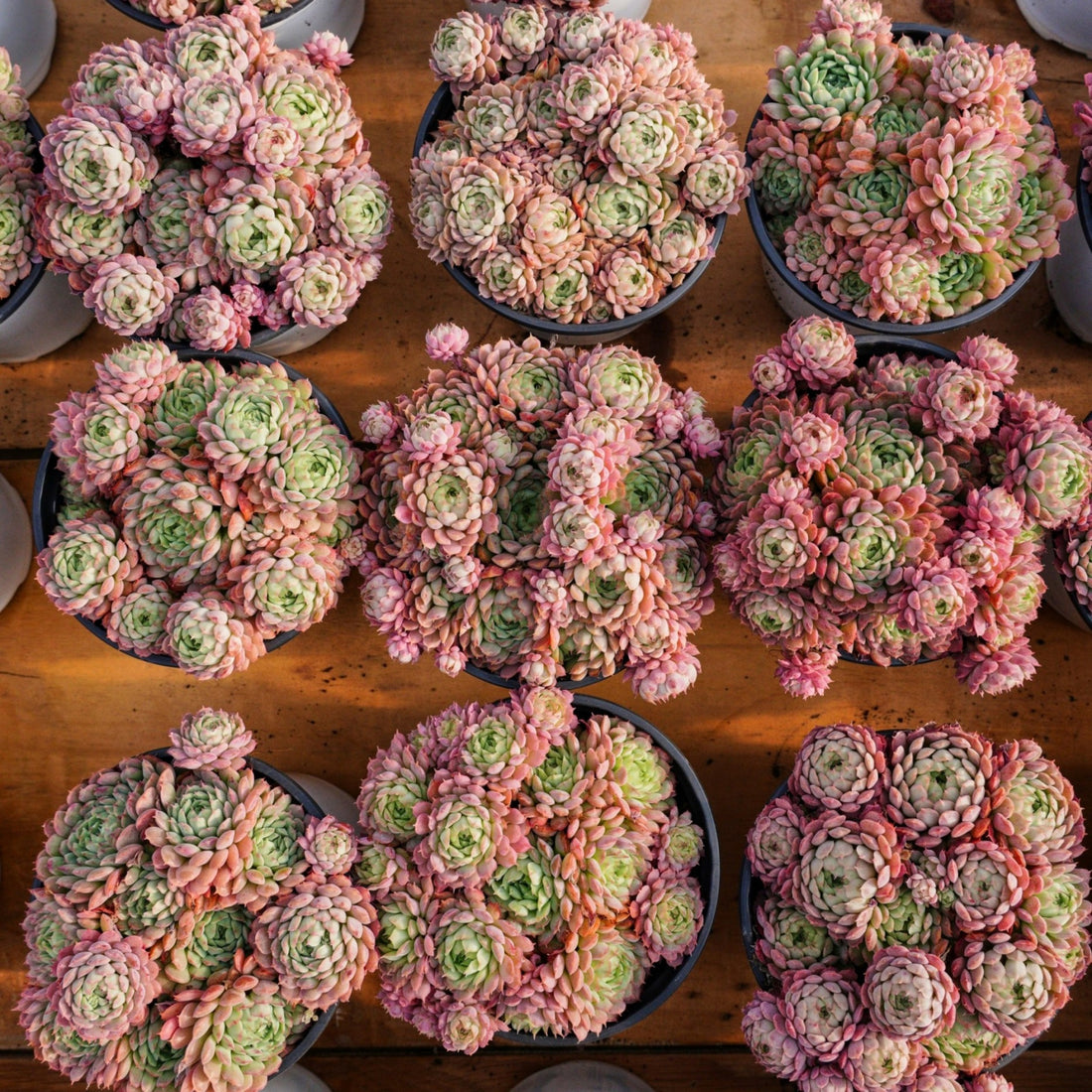 5''Echeveria Vincent Catto, Rare Live Succulent Plants
