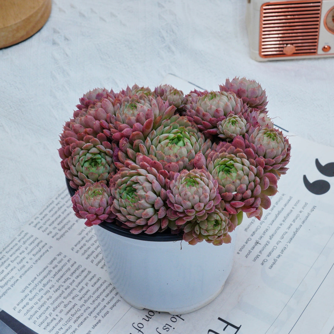 5''Echeveria Vincent Catto, Rare Live Succulent Plants