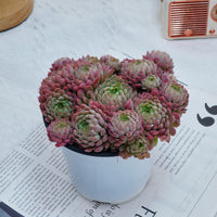5''Echeveria Vincent Catto, Rare Live Succulent Plants