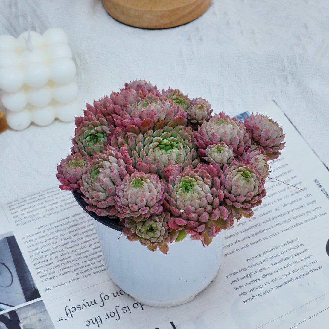 5''Echeveria Vincent Catto, Rare Live Succulent Plants