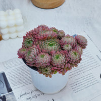 5''Echeveria Vincent Catto, Rare Live Succulent Plants