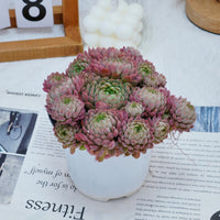 5''Echeveria Vincent Catto, Rare Live Succulent Plants