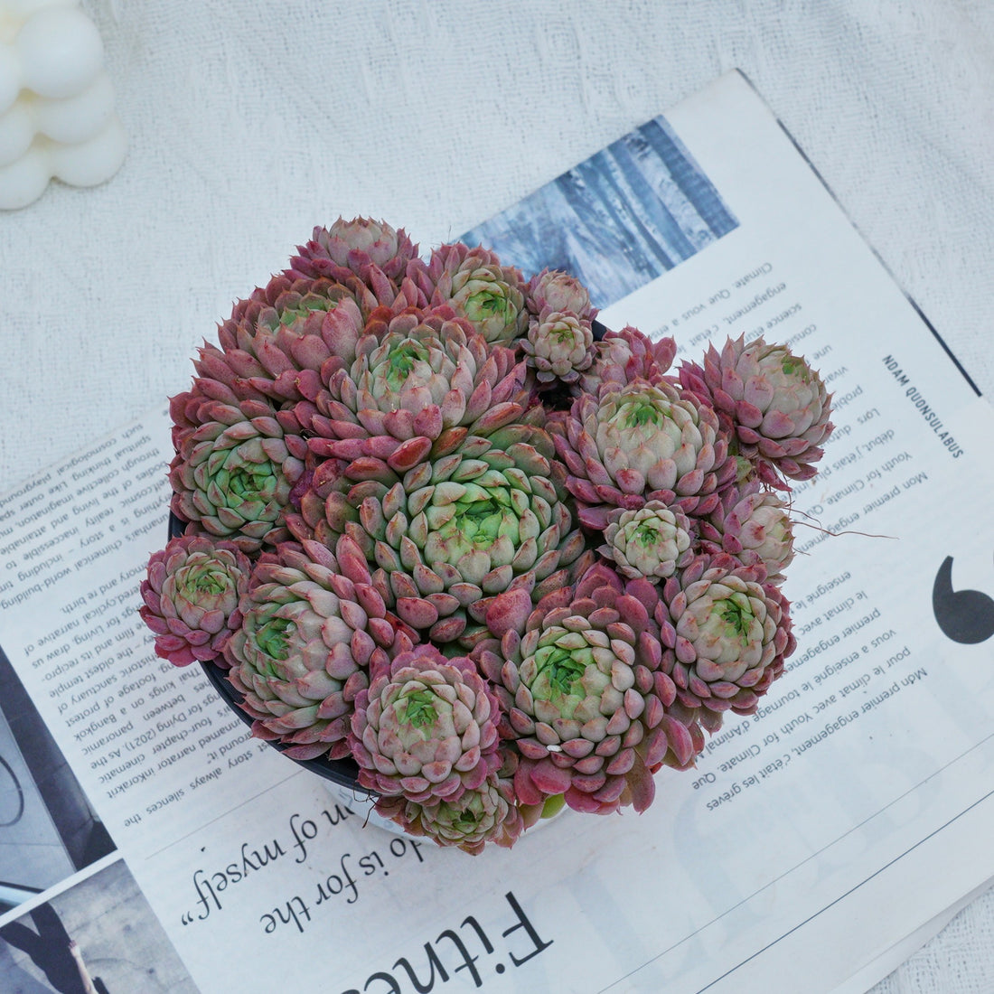 5''Echeveria Vincent Catto, Rare Live Succulent Plants