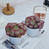 5''Echeveria Vincent Catto, Rare Live Succulent Plants