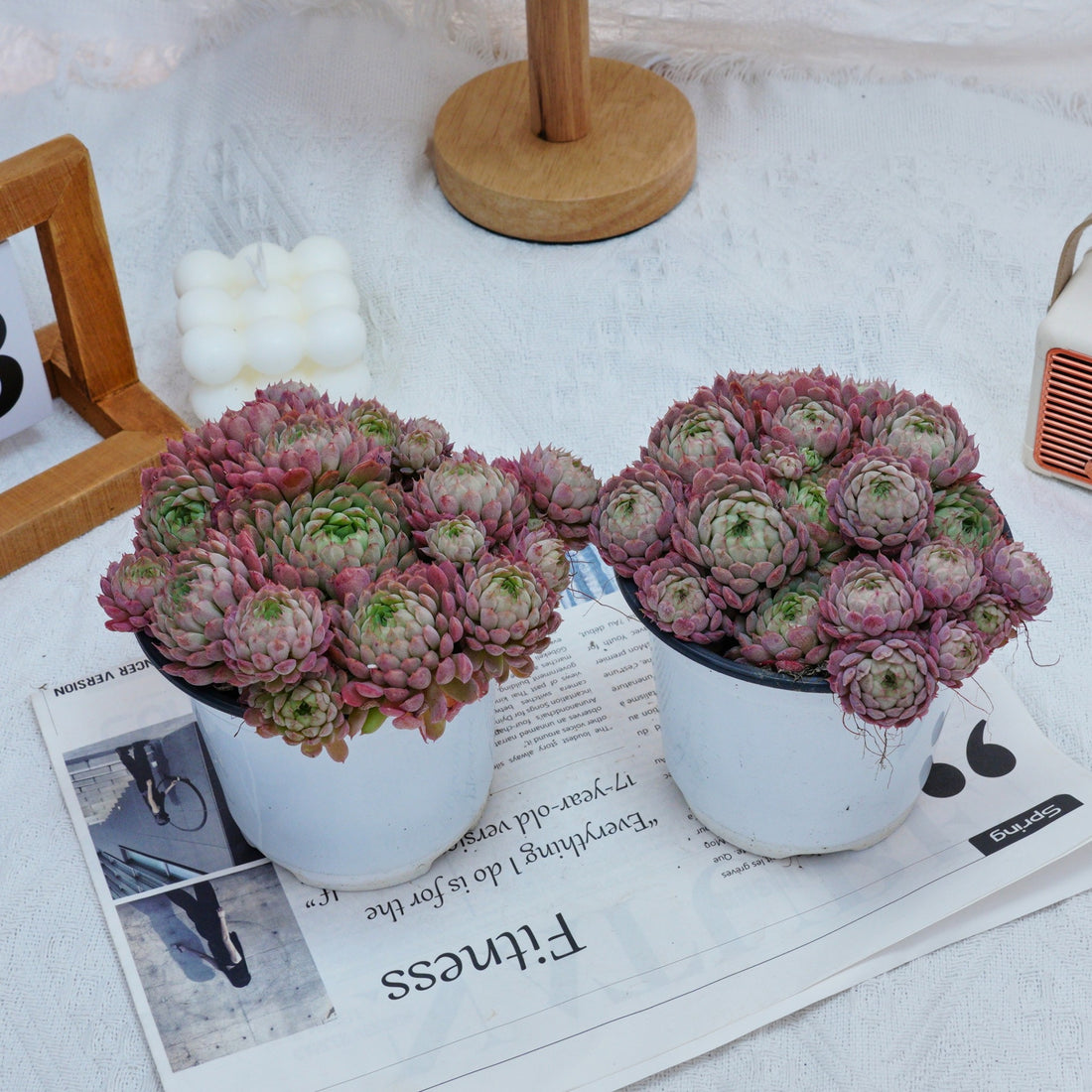 5''Echeveria Vincent Catto, Rare Live Succulent Plants