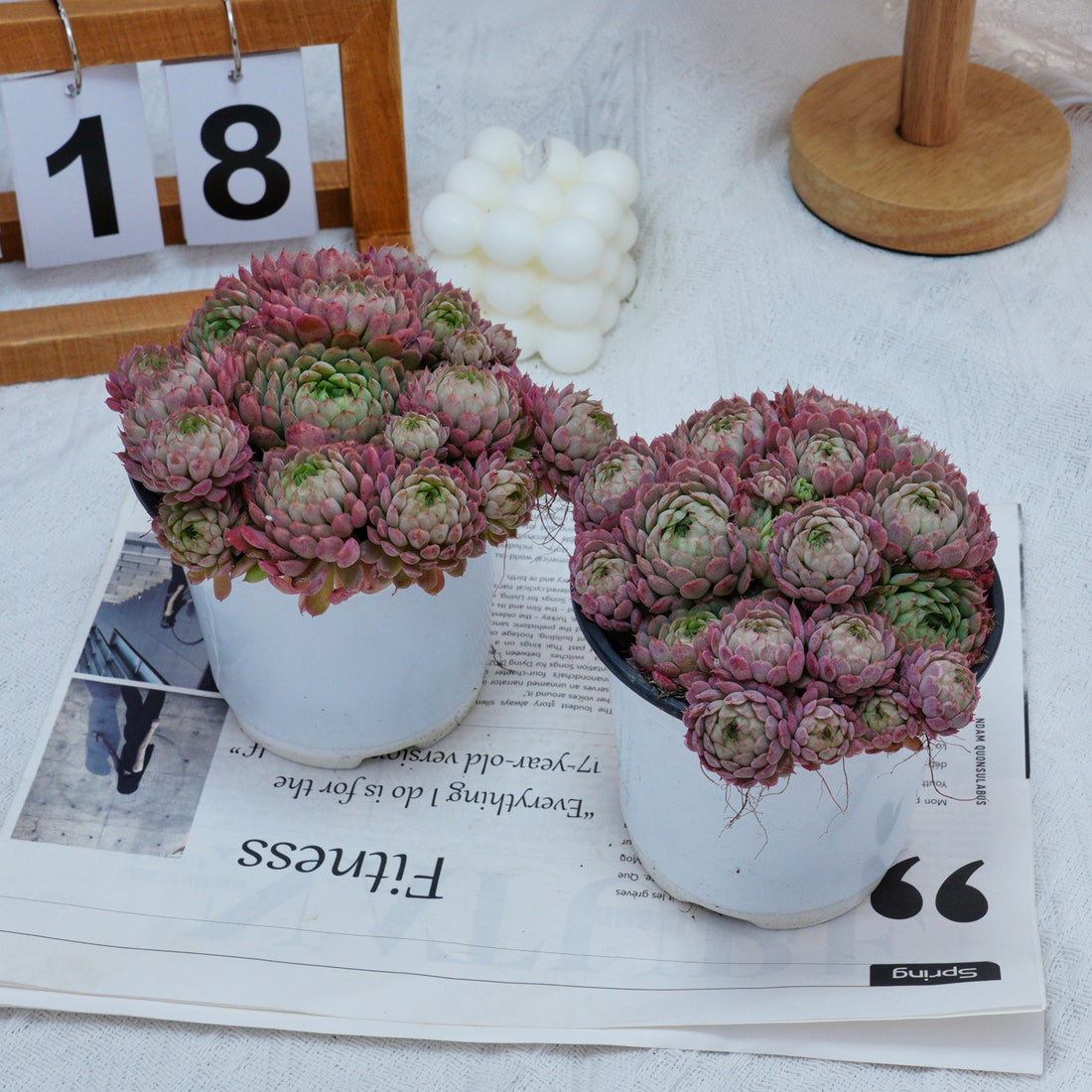 5''Echeveria Vincent Catto, Rare Live Succulent Plants