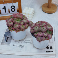 5''Echeveria Vincent Catto, Rare Live Succulent Plants