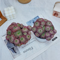 5''Echeveria Vincent Catto, Rare Live Succulent Plants