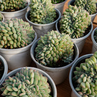 5''Eecheveria Brave Crested, Rare Live Succulent Plants