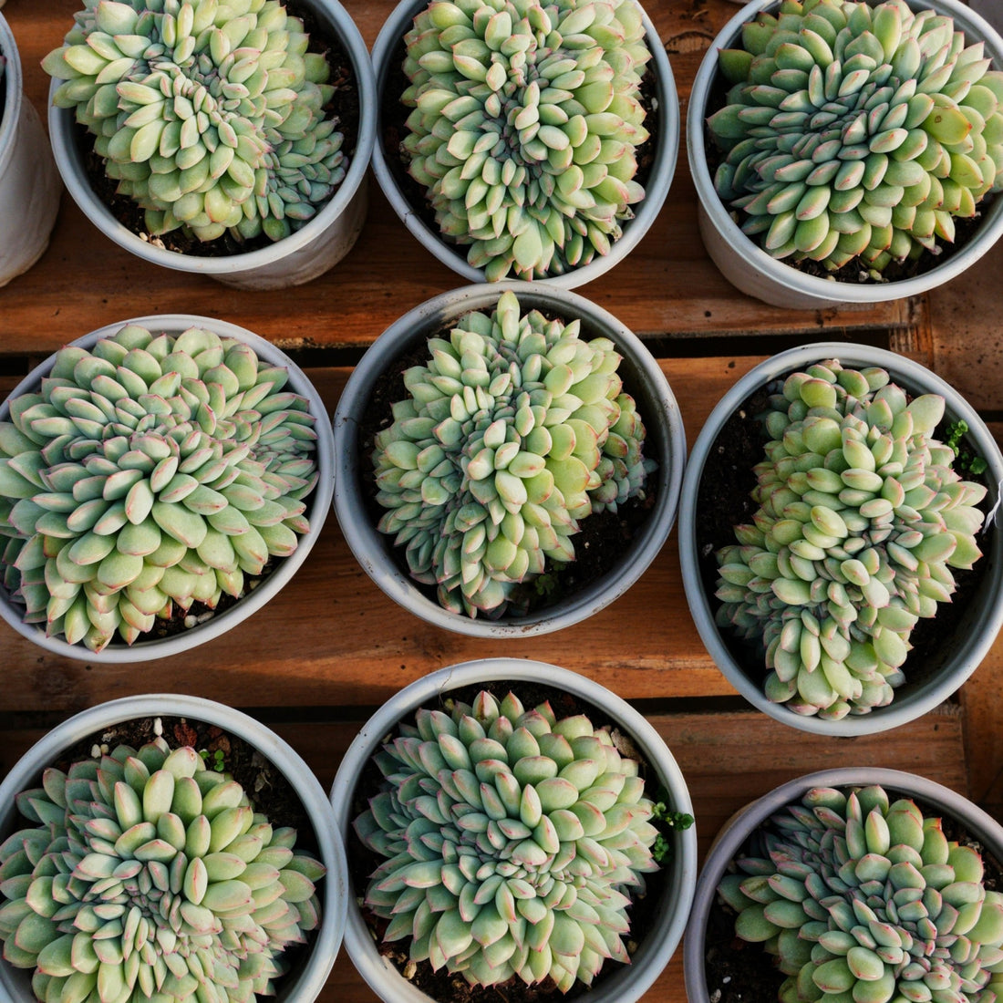 5''Eecheveria Brave Crested, Rare Live Succulent Plants