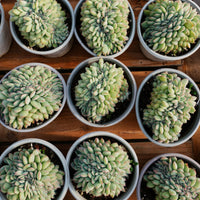 5''Eecheveria Brave Crested, Rare Live Succulent Plants