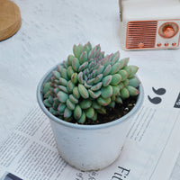 5''Eecheveria Brave Crested, Rare Live Succulent Plants