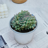 5''Eecheveria Brave Crested, Rare Live Succulent Plants